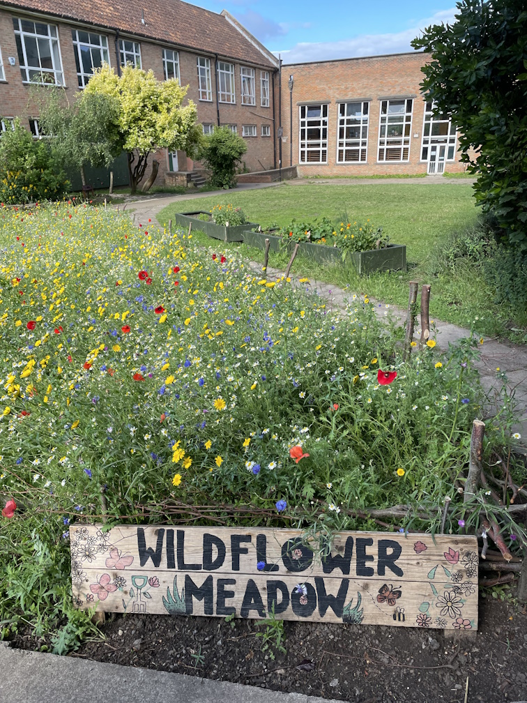 York Flower Meadow